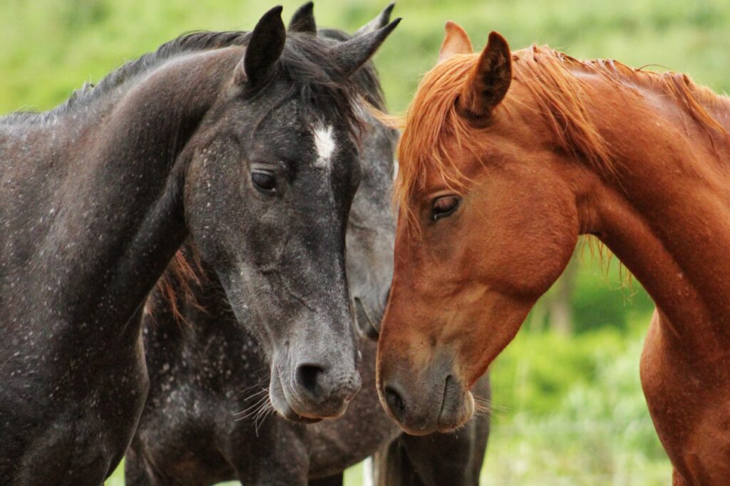 Cathkin Equestrian Centre Horse Pic