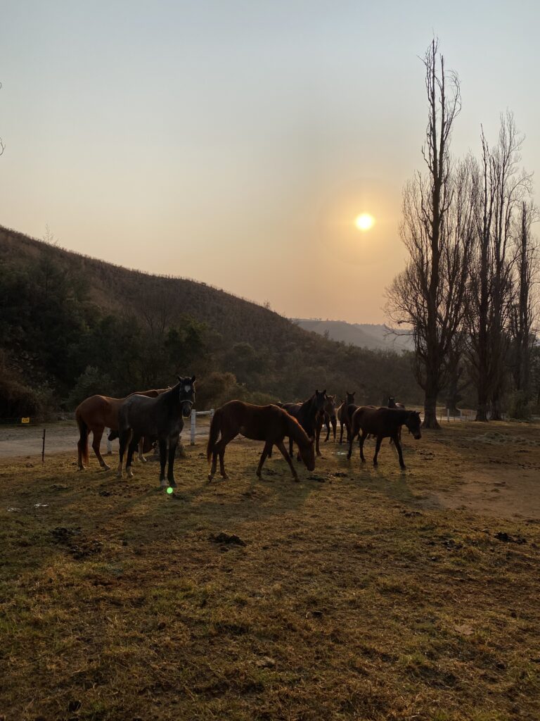 Cathkin Equestrian Centre Horses