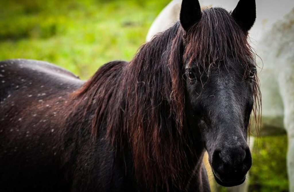 Dragon Peaks Horse Trails Horse Portrait