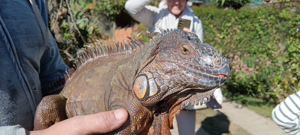 Dragon Rock Reptile and Nature Park 1