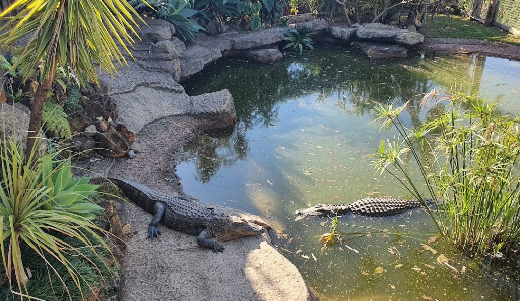Dragon Rock Reptile and Nature Park Alligator 3