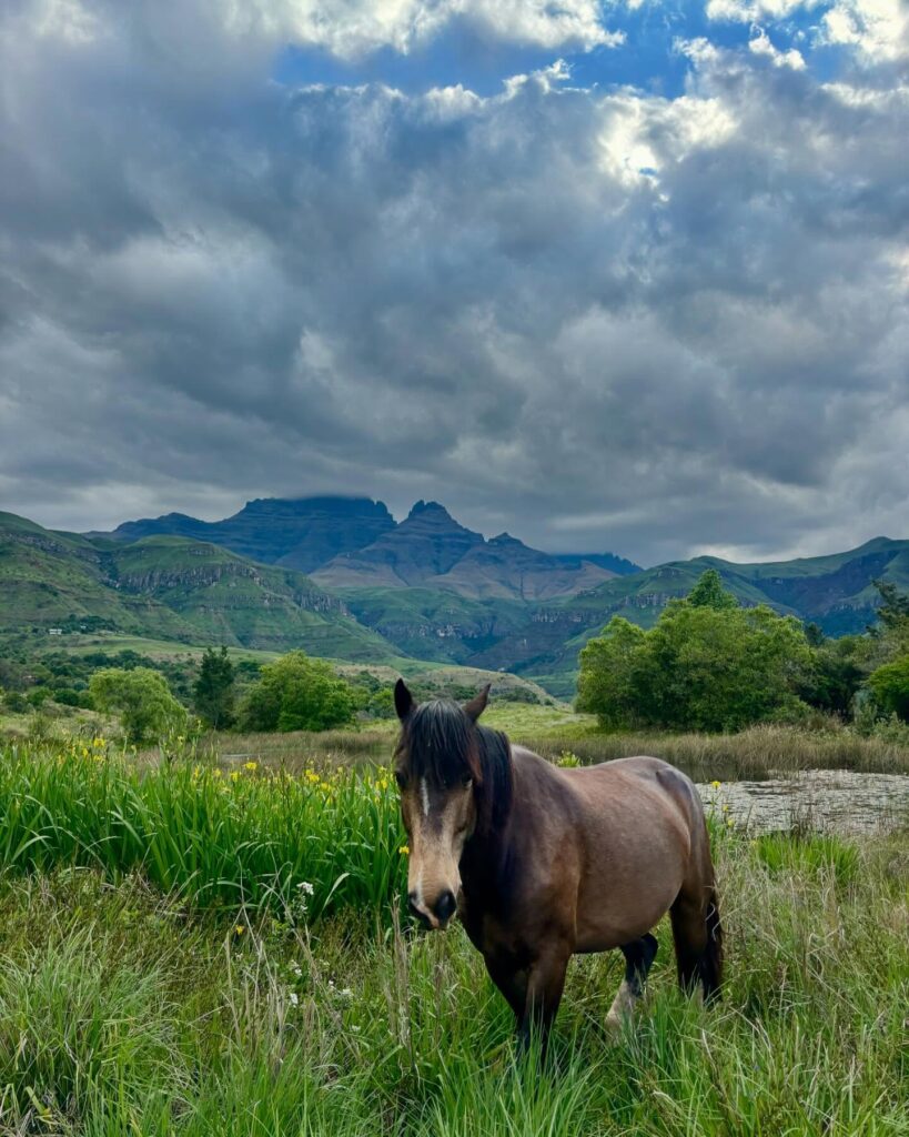 Fernwood Horse