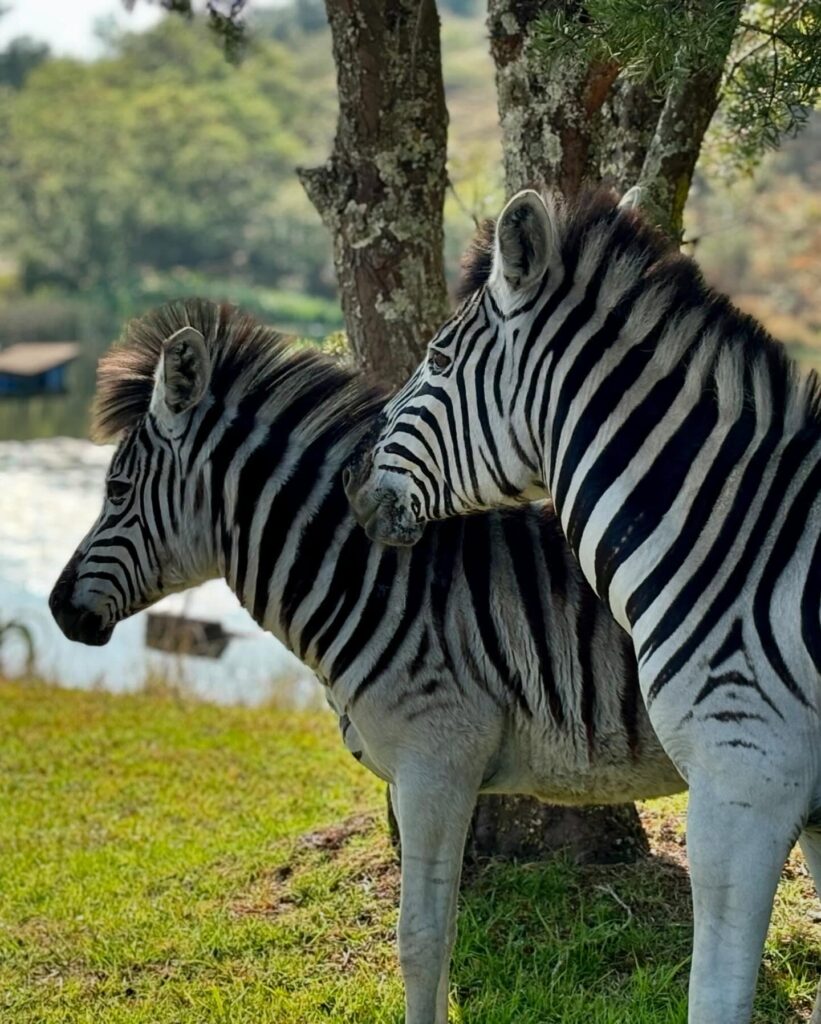 Fernwood Zebra