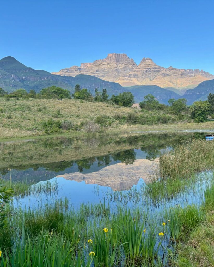 Ferwood Reflective View
