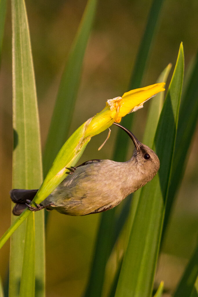 Sunbird at Fernwood