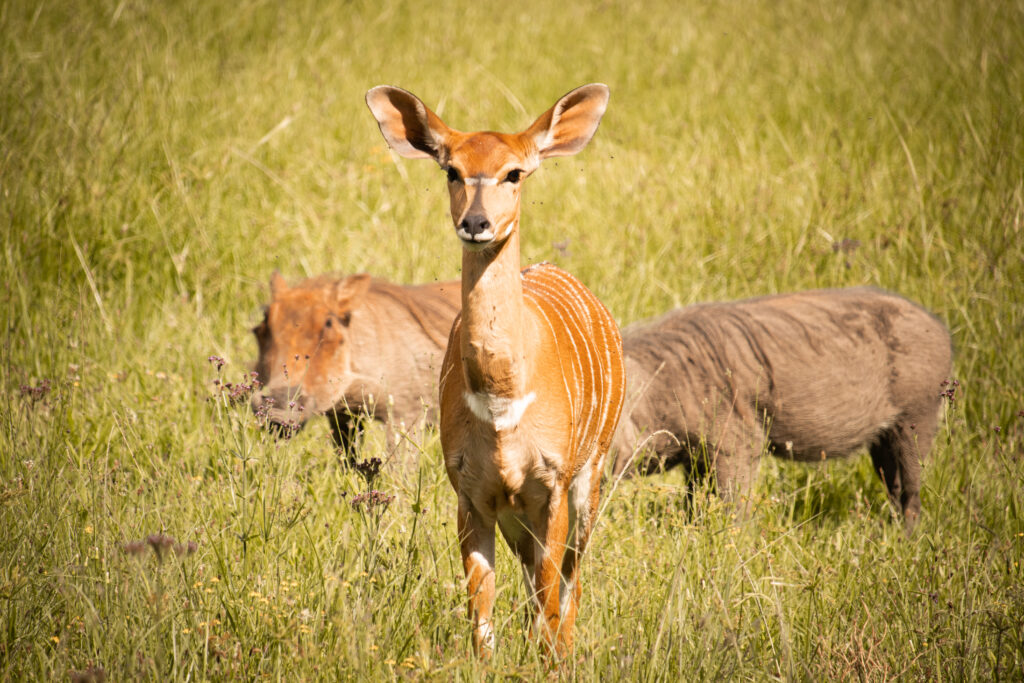 Idube Guest House-57