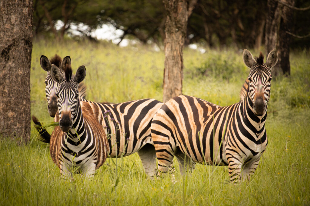 Idube Guest House-62
