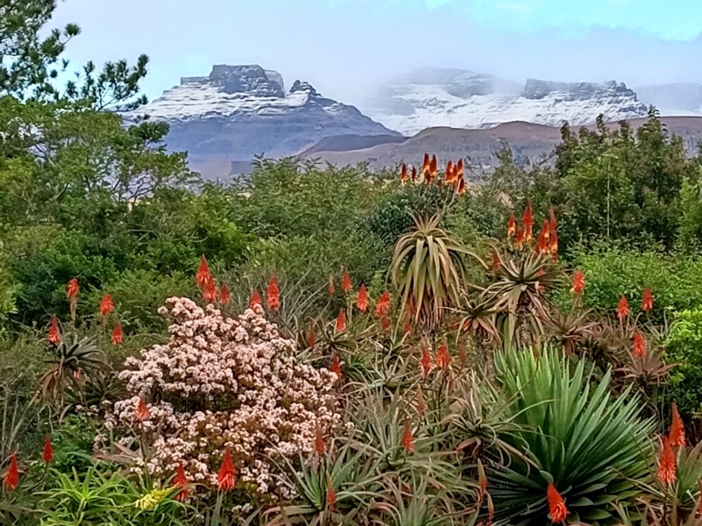 Treks, Trips & Trails Snow on Mountain